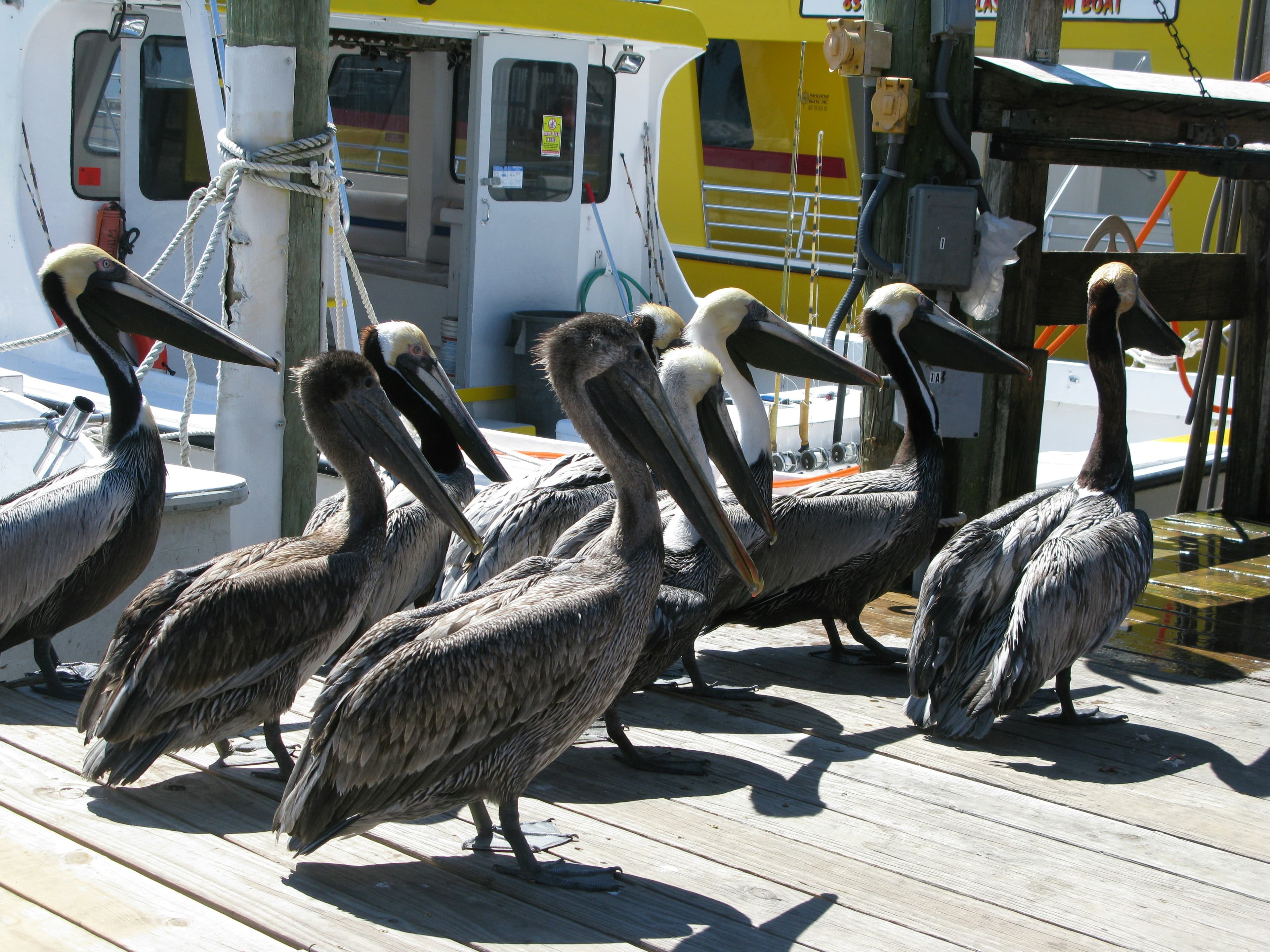 Brown pelicans gathered on a dock beside fishing boats