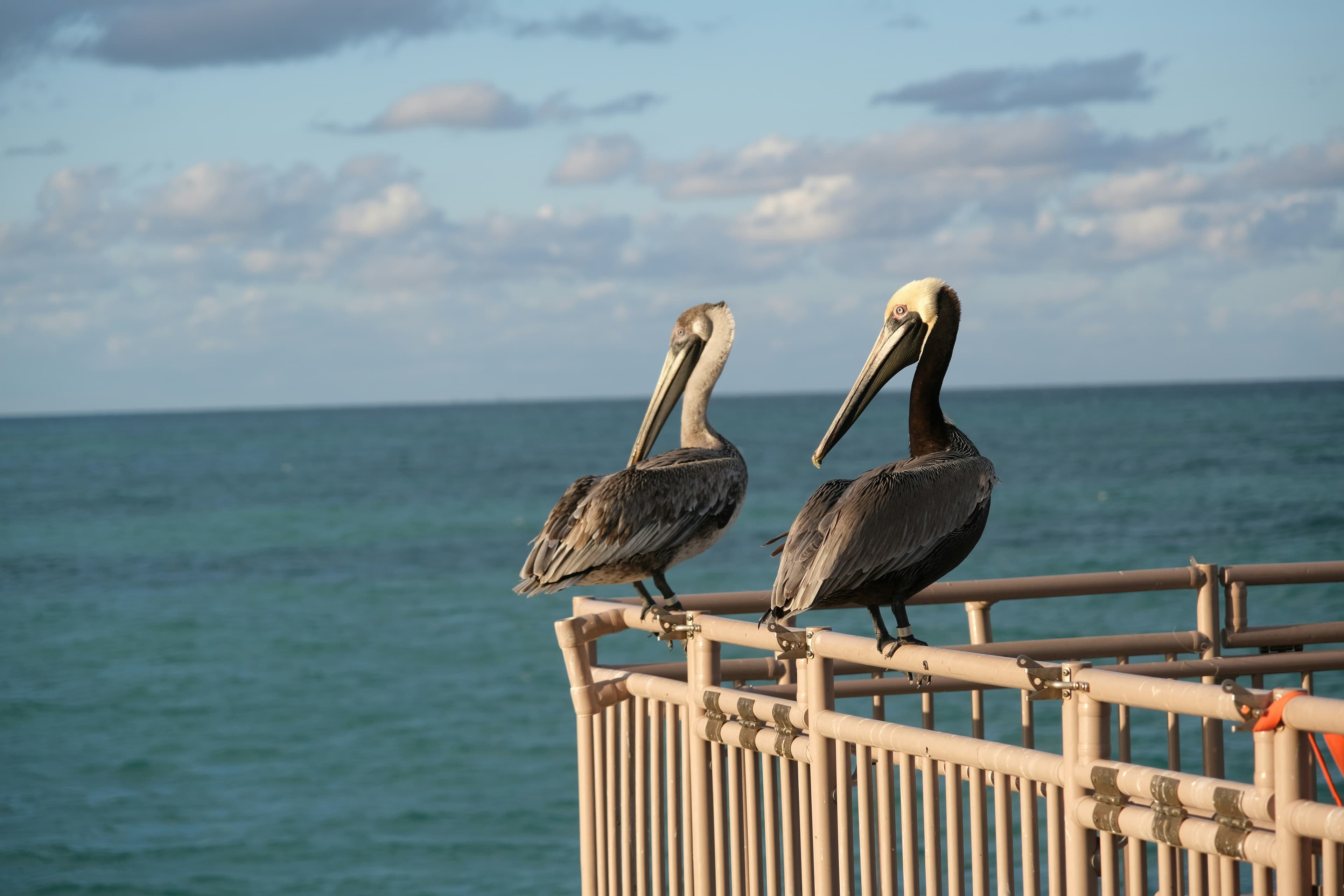 Two brown pelicans perched on a railing above the ocean